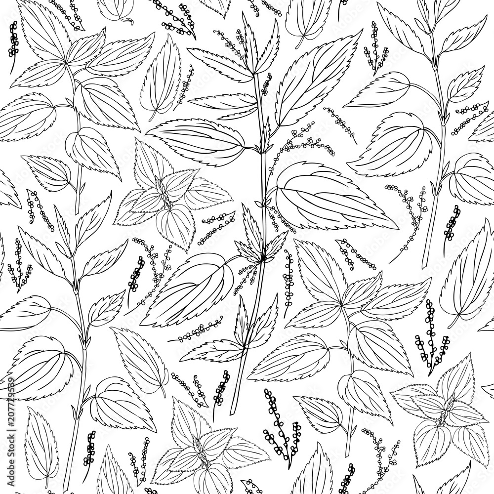 Seamless floral pattern, Nettle wild field flower isolated on white background, hand drawn ink sketch vector, line art illustration Urtica dioica for design package tea, cosmetics, natural medicine