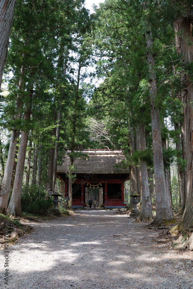 the approach to the Togakushi shrine / 戸隠神社の杉並木～参道