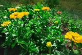 Glade with yellow zinnia flowers on a sunny day. Garden flowers.