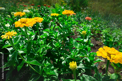 Glade with yellow zinnia flowers on a sunny day. Garden flowers.