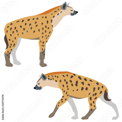 Vector illustration of standing and walking hyenas isolated on white background