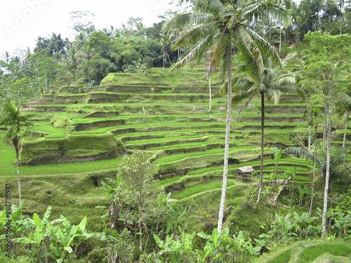 rice field paddy Bali Indonesia