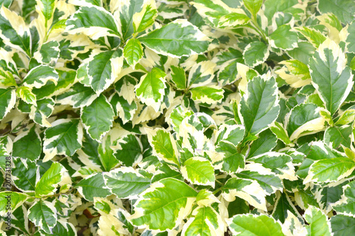 Wallpaper Mural Emerald Gaiety is a green attractive foliage and evergreen shrub Torontodigital.ca