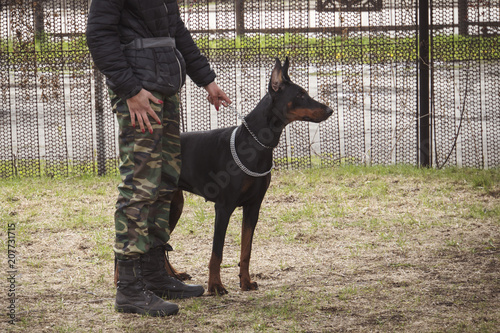 outdoor training process in dogschool. military exercises with the use of dogs. military girl holding the leash of a dog the Doberman Pinscher. walking the dog photo