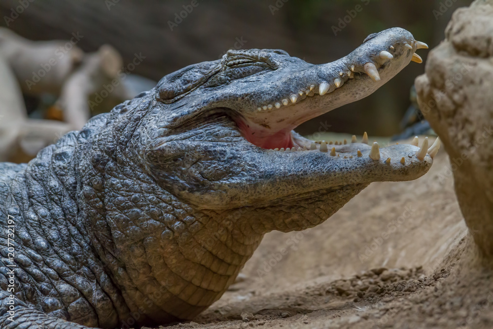 Fototapeta premium Crocodile portrait
