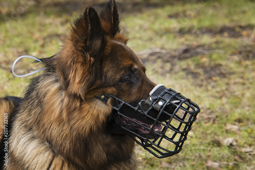 Εκτύπωση καμβά Dog with Muzzle portrait