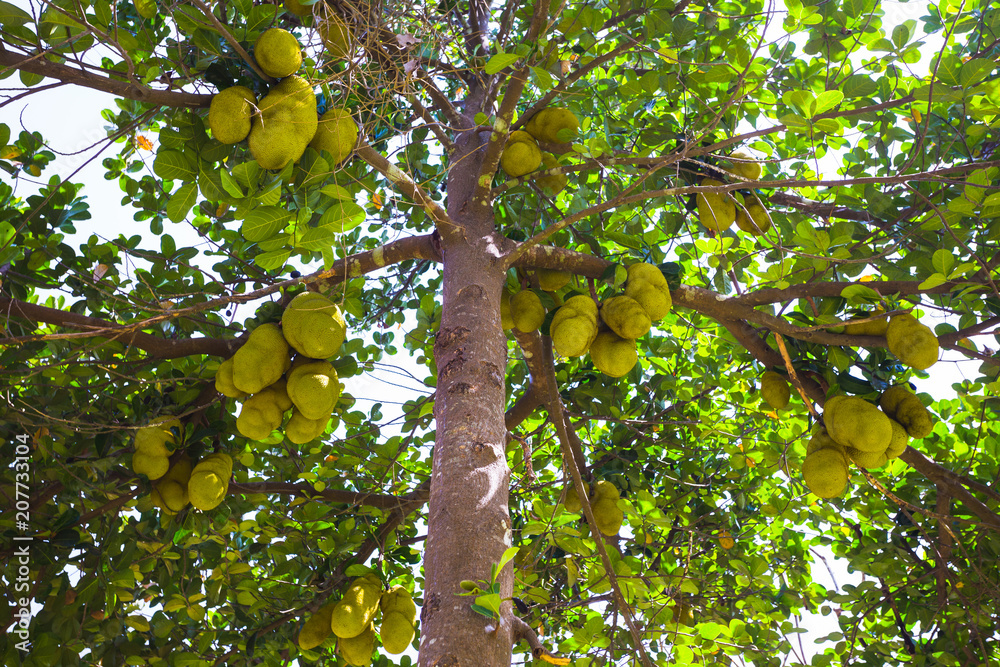 jackfruit on the trees in the jungles of India jackfruit on the trees in the jungles of India