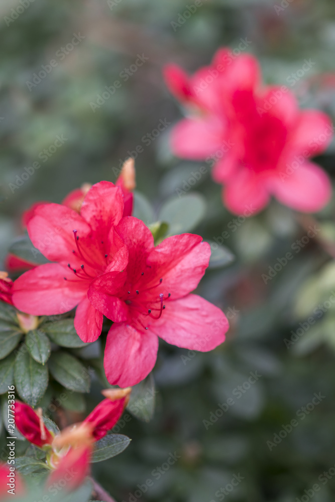 Bright, red azaleas flowers among the green leaves