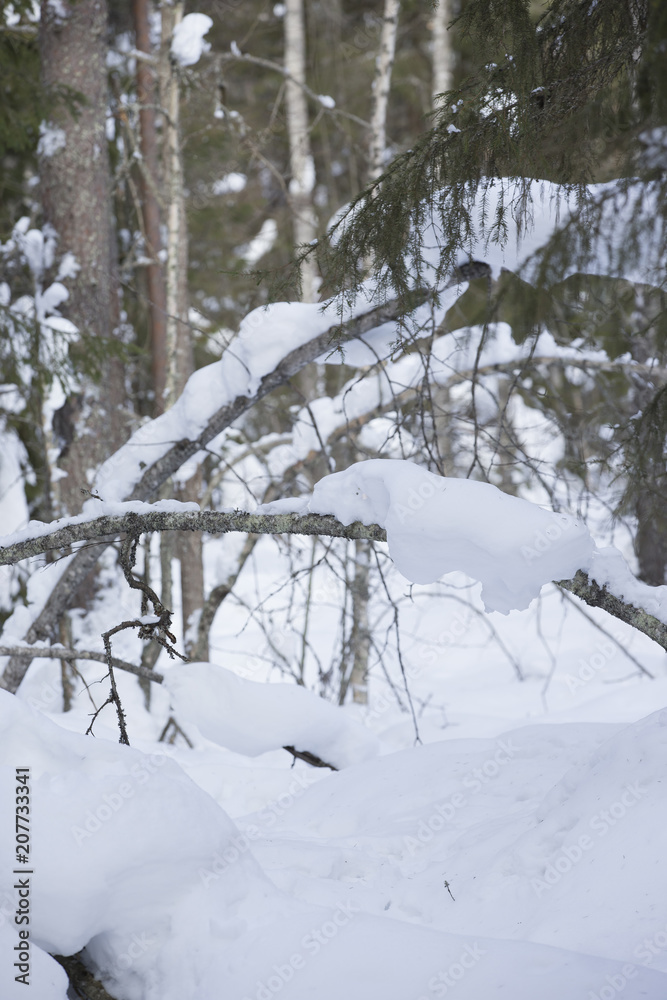 雪景色 雪景色