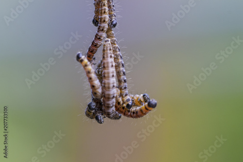Many Worms Hanging From a String 
