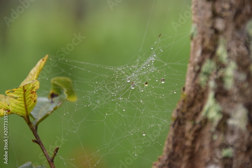 Water drop on spiderweb
