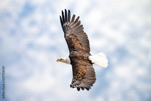 Adler mit ausgebreiteten Schwingen