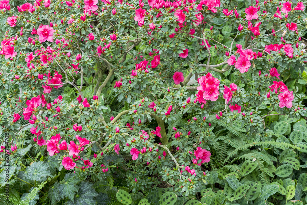 Big pink azalea bush in the garden. Season of flowering azaleas.