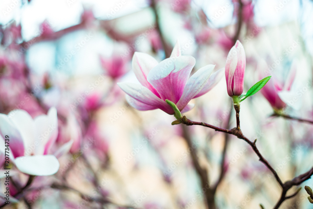 Obraz premium Magnolia flowers blossomed in the garden. The beginning of spring. Nature and plants. Botany