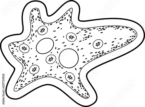Coloring page. Amoeba proteus with nucleus, contractile vacuole and other organelles