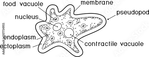 Coloring page. Amoeba proteus with nucleus, contractile vacuole, other organelles and titles photo