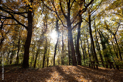 Fototapeta Obrazek drewniana ławka w lesie na świetle słonecznym