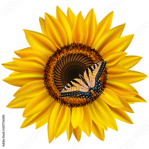 Sunflower and swallowtail butterfly