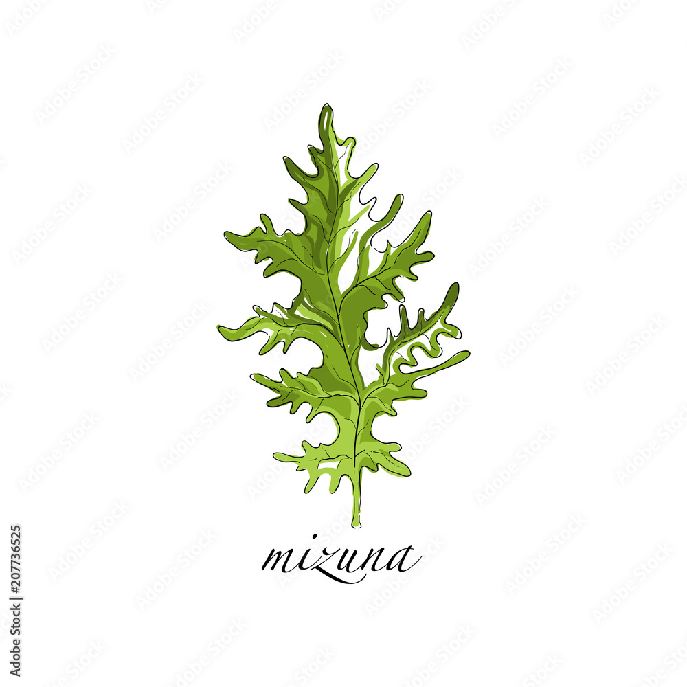 Mizuna fresh culinary plant, green seasoning cooking herb for soup, salad, meat and other dishes hand drawn vector Illustrations on a white background Mizuna fresh culinary plant, green seasoning cooking herb for soup, salad, meat and other dishes hand drawn vector Illustrations on a white background