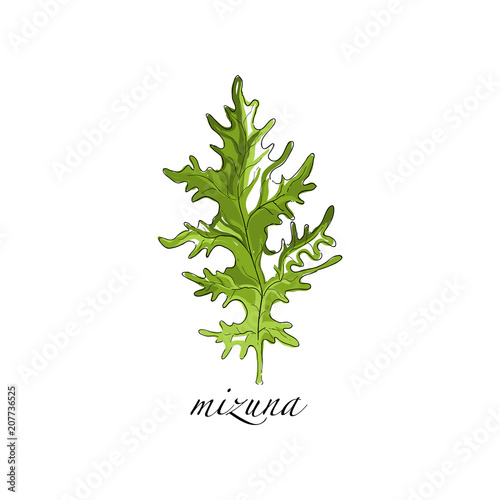 Mizuna fresh culinary plant, green seasoning cooking herb for soup, salad, meat and other dishes hand drawn vector Illustrations on a white background