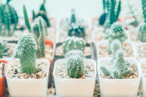 Collection of various cactus in different pots. Potted cactus house plants on  white background..succulent plants