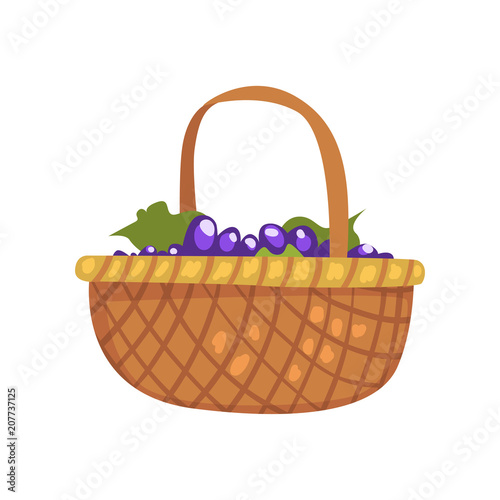 Bunches of grape in the wicker basket, winery production process vector Illustration on a white background