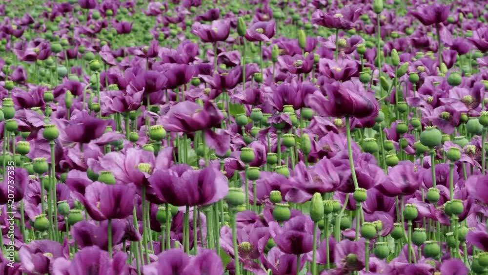 Purple poppy blossoms in a field. (Papaver somniferum). Poppies, agricultural crop. Purple poppy blossoms in a field. (Papaver somniferum). Poppies, agricultural crop.