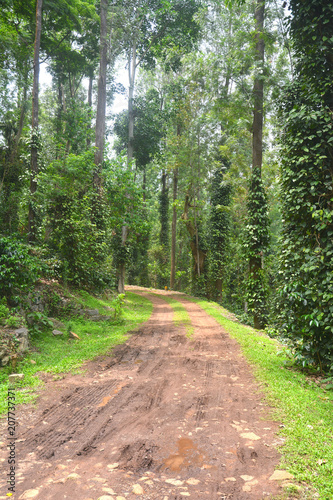 Muddy road in the middle of forest landscape in Yercaud, India © jayk67