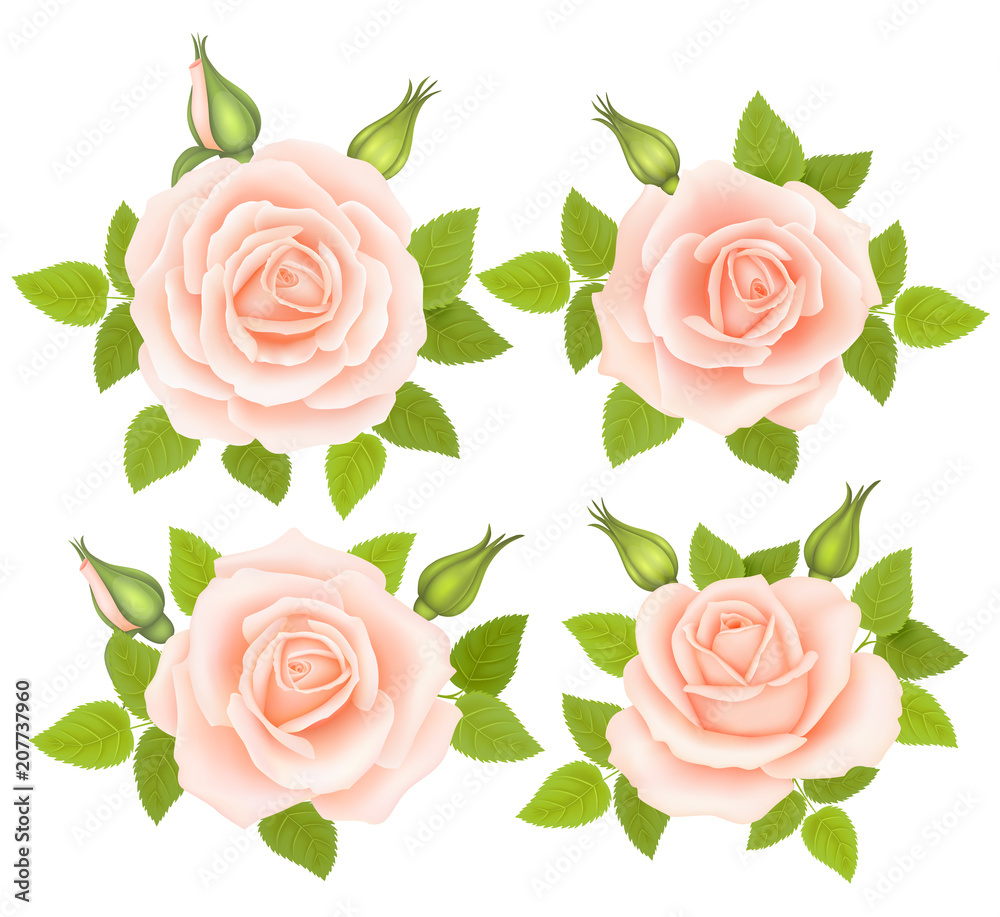 Set of Roses Flowers. Vector illustration Set of Roses Flowers. Vector illustration