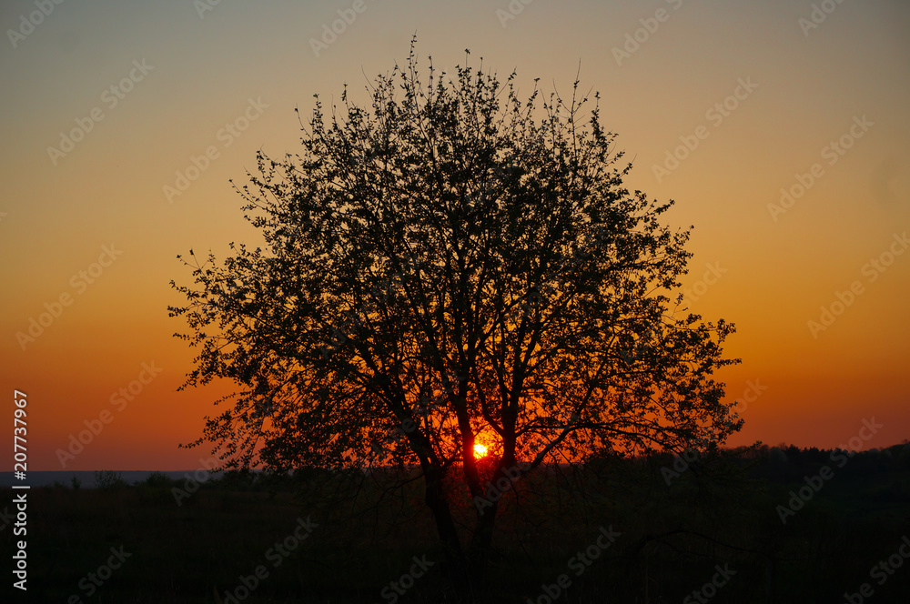 sunset tree sunset tree