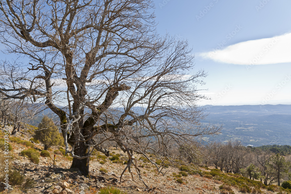 Robles en la Sierra de Gredos y al fondo el valle del Tietar. Robles en la Sierra de Gredos y al fondo el valle del Tietar.
