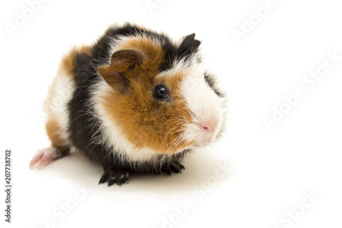 Small guinea pig isolated on white.