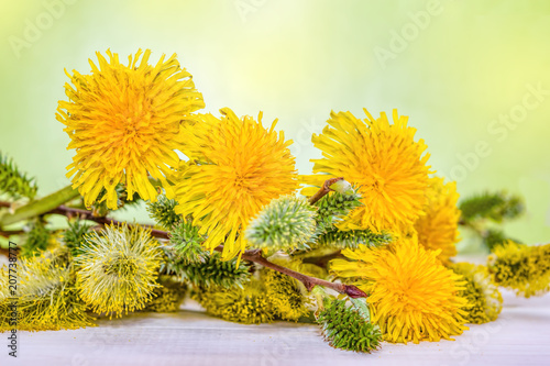 Fototapeta Naklejka Na Ścianę i Meble -  Bouquet of spring willow branches with dandelion flowers  on a light background, copyspace,