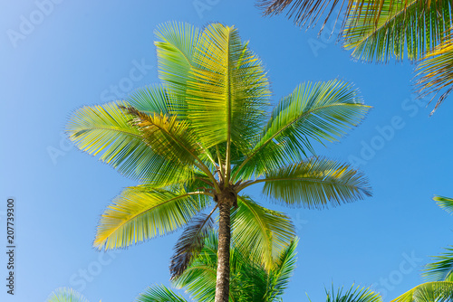 Coconut palm tree perspective view from bottom floor