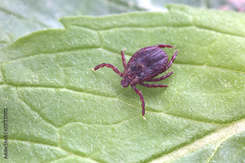 Tick sits on leaf in forest