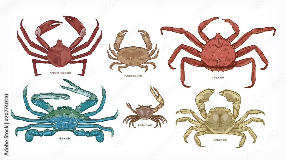crustaceans drawing