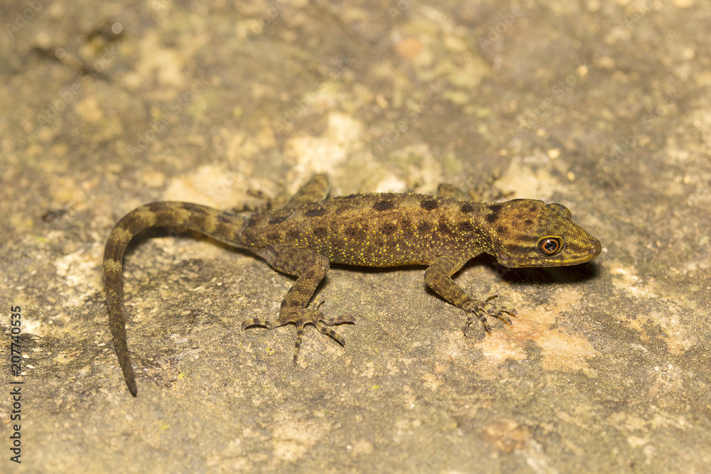 Gecko, Cnemaspis sp, Gekkonidae, Agumbe ARRSC, Karnataka Gecko, Cnemaspis sp, Gekkonidae, Agumbe ARRSC, Karnataka