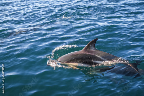 dolphin in Kaikoura bay  New Zealand
