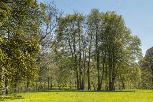 Standing Together / An image of a copse of trees standing proud in the English countryside.