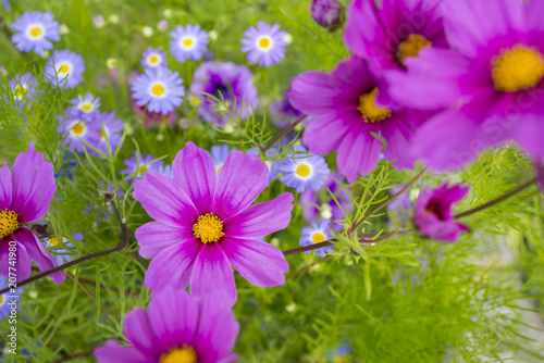 the beautiful flowerpot on balcony with Cosmos flowers and other balcony flowers