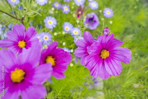 the beautiful flowerpot on balcony with Cosmos flowers and other balcony flowers