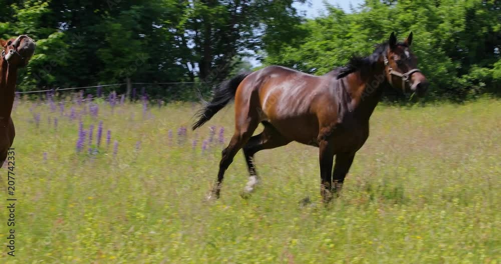 Two horses are galloping on the green pasture Two horses are galloping on the green pasture