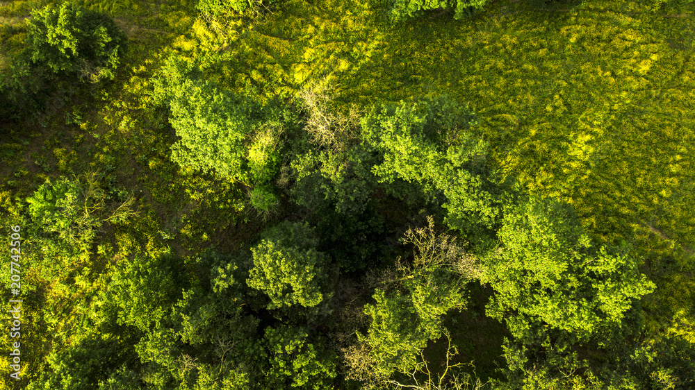 Perpendicular aerial view of a thick forest of trees. The leaves, green with yellow hues, of the plants cover the view of the undergrowth on this beautiful summer day.
