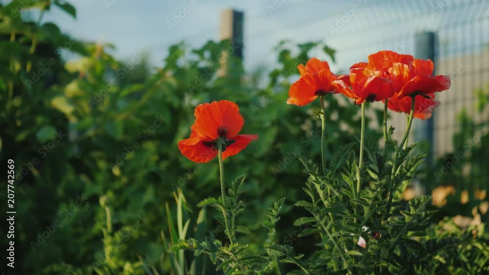 A bush of red poppies blooms at the fence. Summer scene in the village A bush of red poppies blooms at the fence. Summer scene in the village