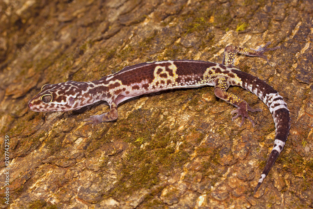 Naklejka premium Leopard gecko, Eublepharis satpuraensis, Eublepharidae, Madhya Pradesh