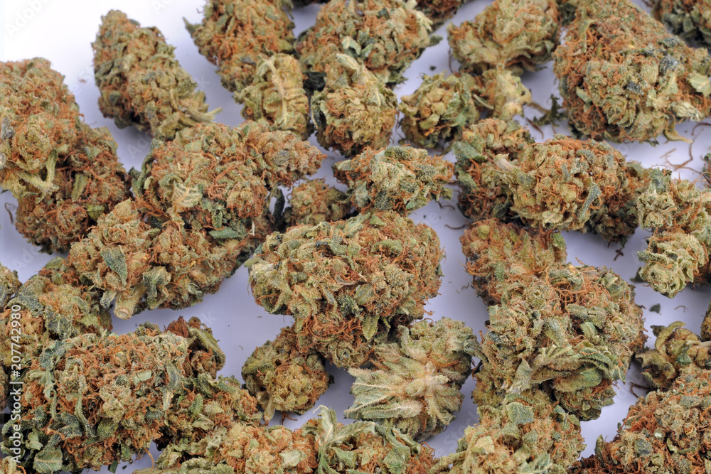 Cannabis e marijuana con alto cbd e basso thc - fiore - droga leggera da  fumare - sostanze legali e illegali - erba curativa - ganja Stock Photo