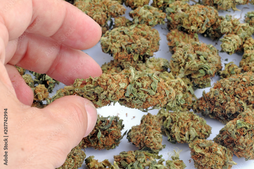 Cannabis e marijuana con alto cbd e basso thc - fiore - droga leggera da  fumare - sostanze legali e illegali - erba curativa - ganja Photos