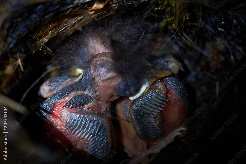 Eurasian treecreeper youngborns (Certhia familiaris) Eurasian treecreeper youngborns (Certhia familiaris)