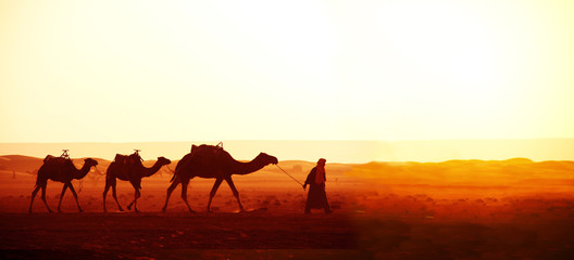 Fotobehang Kameel Kamelenkaravaan door Sahara Marokko  © frenta