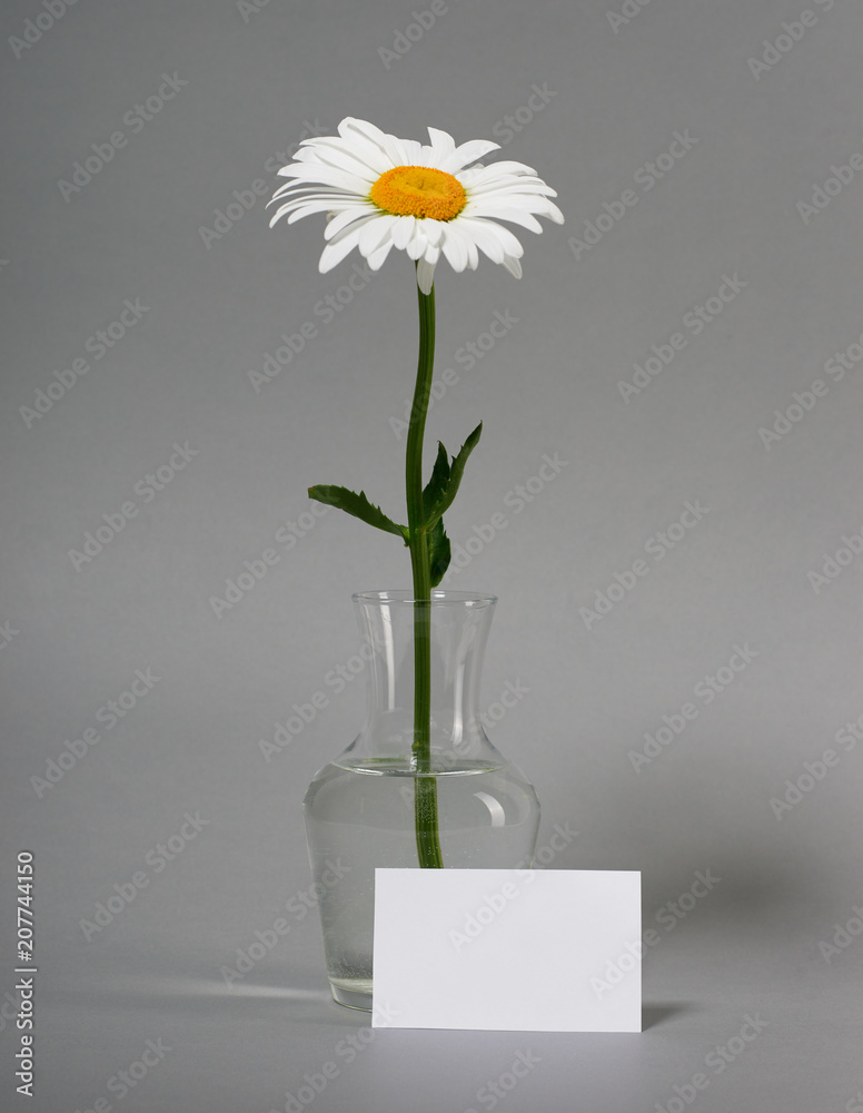 one chamomile flower in a vase on gray background